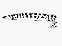 Image of Mastacembelus zebratus 