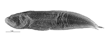 Image of Diancistrus erythraeus (Red viviparous brotula)