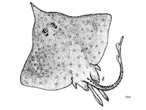 Image of Dipturus lanceorostratus (Rattail skate)