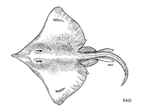Image of Dipturus oregoni (Hooktail skate)