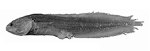 Image of Didymothallus pruvosti 