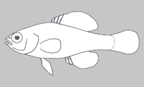Image of Elassoma alabamae (Spring pygmy sunfish)