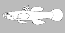 Image of Hypseleotris ejuncida (Slender carp gudgeon)