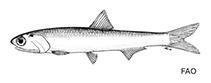 Image of Engraulis capensis (Southern African anchovy)