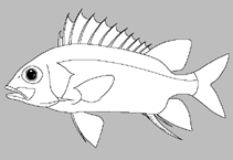 Image of Ostichthys spiniger (Western Pacific spinysnout soldierfish)