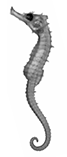 Image of Hippocampus jugumus (Collared seahorse)