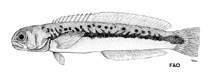 Image of Hoplolatilus oreni 