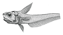Image of Hymenocephalus nesaeae 