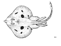 Image of Leucoraja melitensis (Maltese ray)