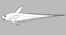 Image of Coelorinchus mystax (Patterned rattail)