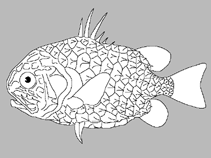 Image of Monocentris chrysadamas (Golden-diamond pineapple fish)