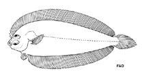 Image of Monolene microstoma (Smallmouth moonflounder)