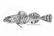 Image of Myoxocephalus jaok (Plain sculpin)