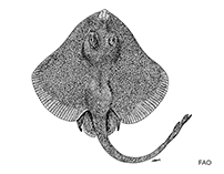 Image of Neoraja carolinensis (Carolina pygmy skate)