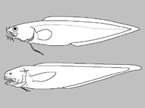 Image of Lepophidium gilmorei (Pepperfin cusk-eel)
