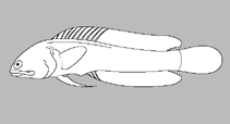Image of Opistognathus albomaculatus (Whitespotted jawfish)