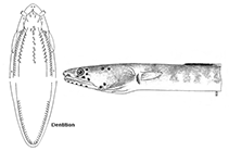 Image of Ophichthus melope 