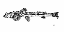 Image of Oreoglanis siamensis (Siamese bat catfish)