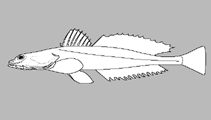 Image of Platycephalus orbitalis (Western-Australian flathead)