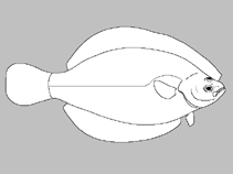 Image of Myzopsetta punctatissima (Dotted flounder)