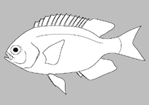 Image of Chromis bowesi (Rhomboid Chromis)