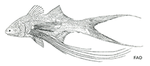 Image of Parapolynemus verekeri (Dwarf paradise fish)