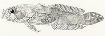 Image of Perulibatrachus kilburni 