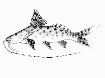 Image of Perrunichthys perruno (Leopard catfish)