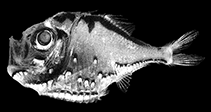 Image of Polyipnus soelae (Soela hatchetfish)