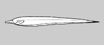 Image of Rhamphichthys lineatus (Line knifefish)