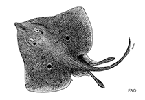 Image of Rostroraja bahamensis (Bahama skate)