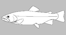 Image of Salmo multipunctatus (Draa trout)
