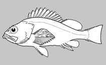 Image of Sebastes moseri (Whitespeckled rockfish)