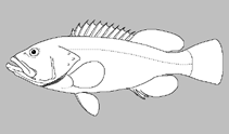 Image of Parasphyraenops atrimanus (Bank bass)