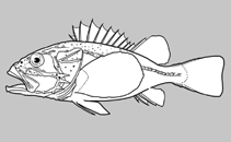 Image of Lioscorpius trifasciatus (Tripleband scorpionfish)