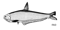 Image of Setipinna brevifilis (Short-hairfin anchovy)