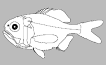 Image of Hoplostethus melanopterus (Blackfin roughy)