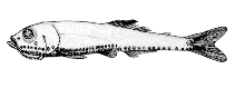 Image of Vinciguerria attenuata (Slender lightfish)