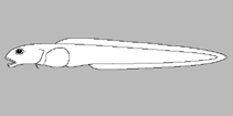 Image of Pachycara brachycephalum (Shorthead eelpout)