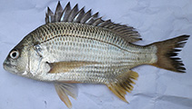 Image of Acanthopagrus datnia (Bengal yellowfin seabream)
