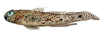Image of Acentrogobius limarius (Batanta mud goby)