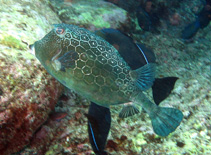 Image of Acanthostracion notacanthus (Island cowfish)
