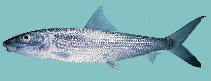 Image of Albula glossodonta (Roundjaw bonefish)