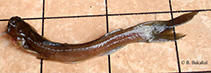 Image of Amblyceps arunachalense 