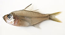 Image of Ambassis marianus (Estuary glassfish)