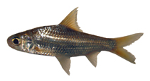 Image of Amblyrhynchichthys micracanthus 