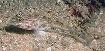 Image of Ancistrogobius dipus (Double-fin cheek-hook goby)