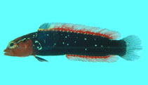 Image of Anisochromis kenyae (Annie)