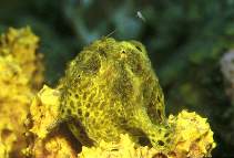 Image of Antennarius multiocellatus (Longlure frogfish)