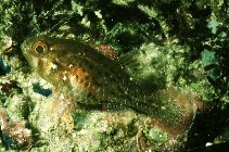 Image of Apogonichthys perdix (Perdix cardinalfish)